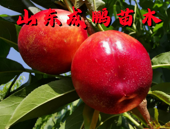 中油25號油桃
