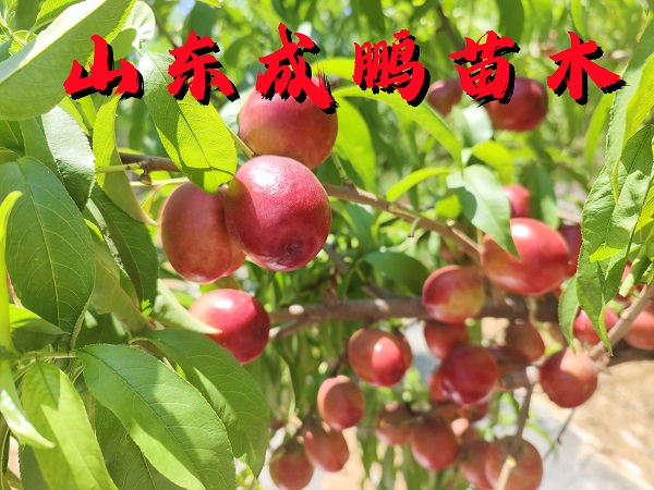 迷你小油桃1號