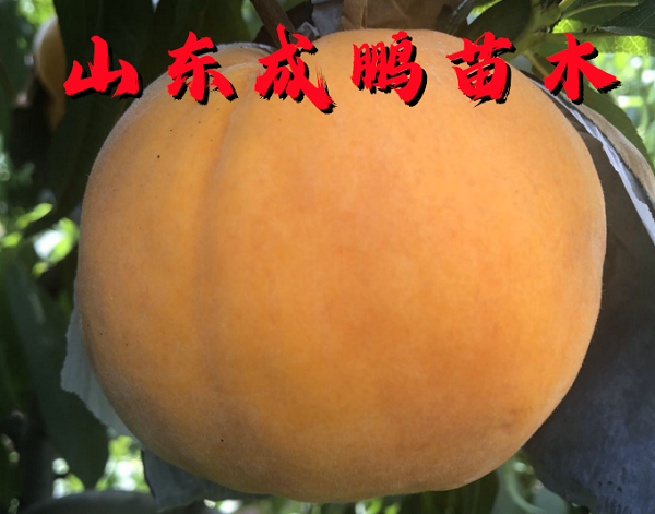 黃金蜜8號
