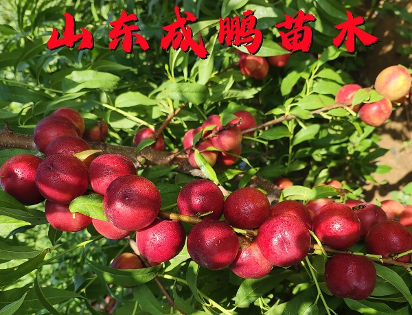 珍珠棗油桃一號(hào)