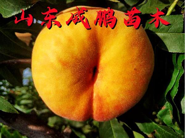 中蟠21號