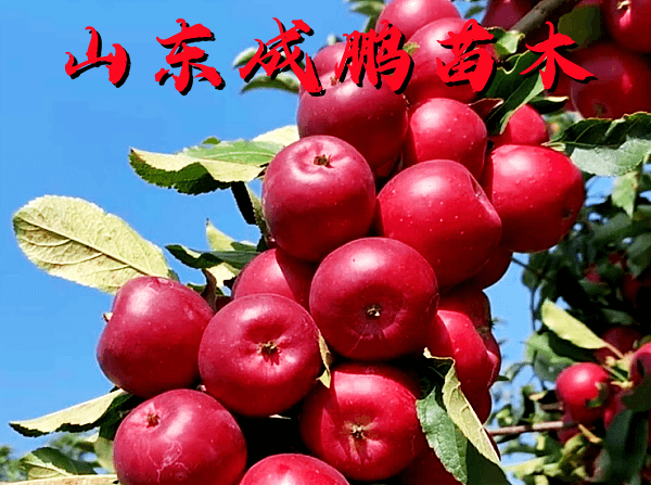 乙女小蘋(píng)果