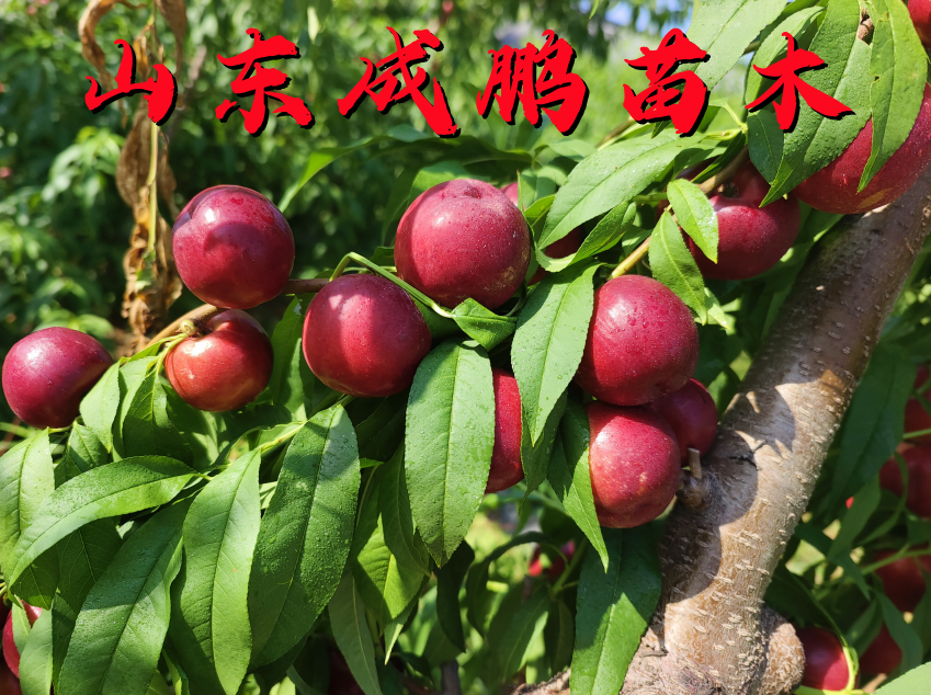 珍珠棗油桃八號(hào)