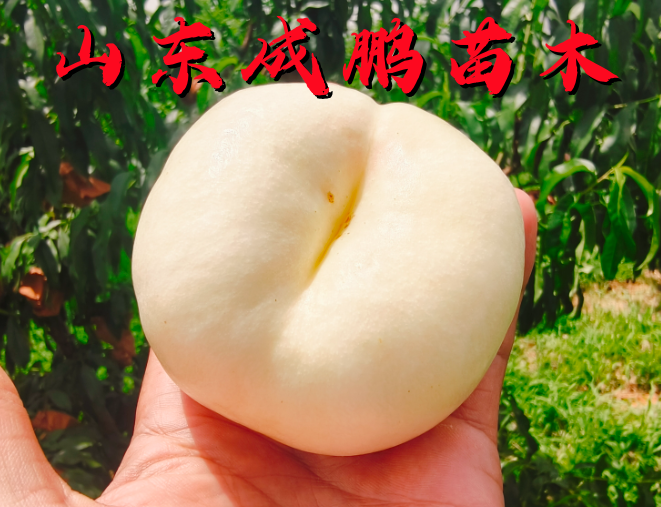 中油蟠10號(hào)