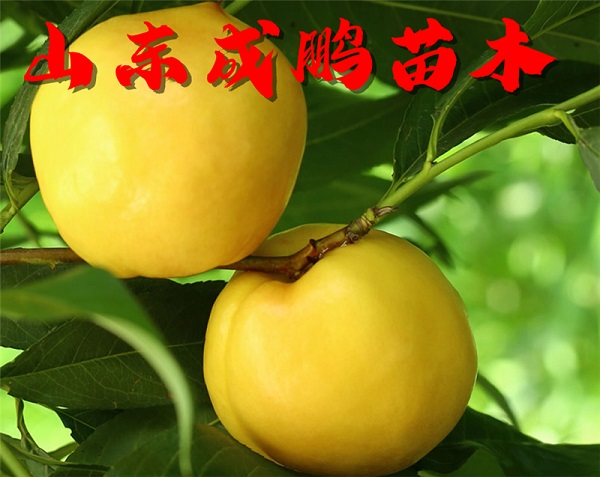 國(guó)慶黃油桃
