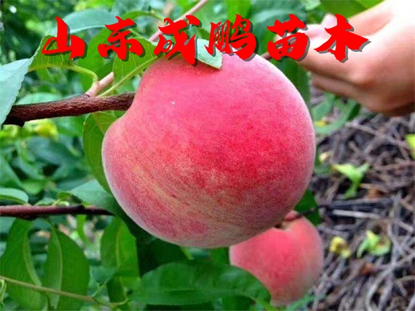 中桃9號(hào)毛桃