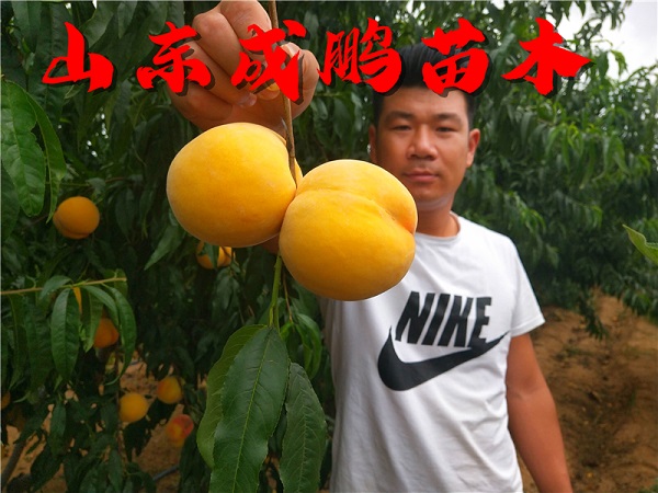 黃金蜜一號(hào)