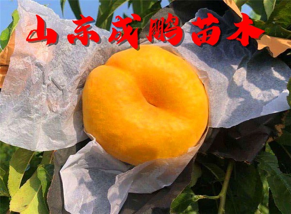中蟠7號