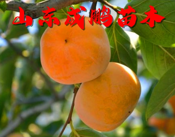 無(wú)核金柿