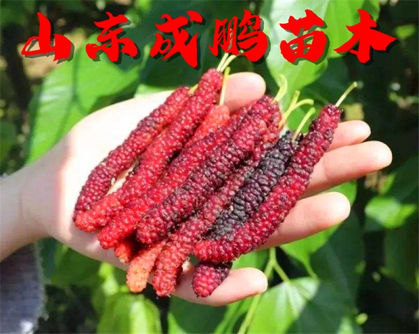 長果桑