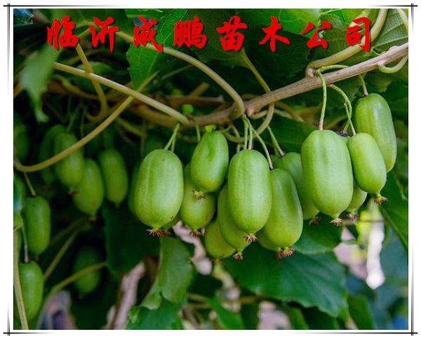 龍成2號軟籽獼猴桃