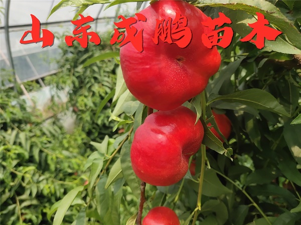 中油蟠13號