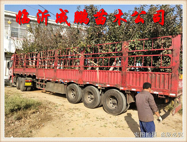果苗裝車(chē)發(fā)貨1