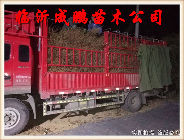 果苗裝車(chē)發(fā)貨2