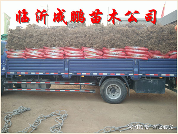 果苗裝車(chē)發(fā)貨4