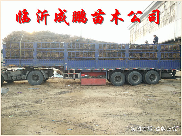 果苗裝車(chē)發(fā)貨7