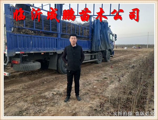 果苗裝車(chē)發(fā)貨9