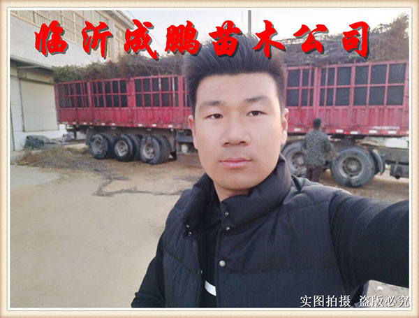 果苗裝車(chē)發(fā)貨10