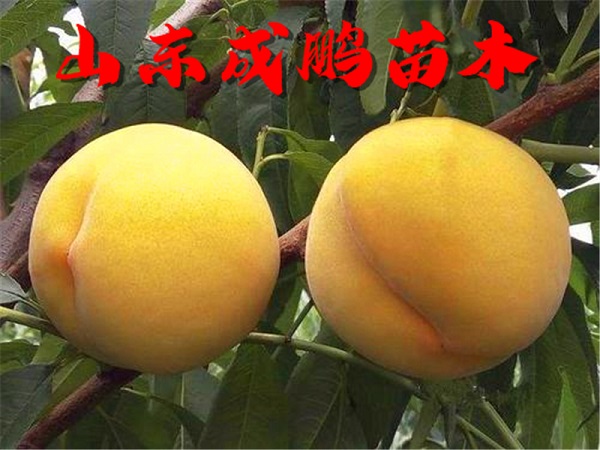 黃金101號(hào)黃桃