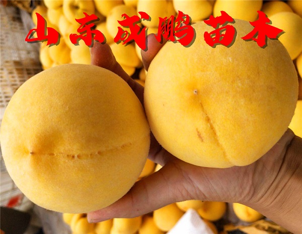 新世紀(jì)黃桃